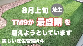 【美しい芝生管理#4】8月上旬 TM9が最盛期を迎えようとしてます【極上芝生管理】