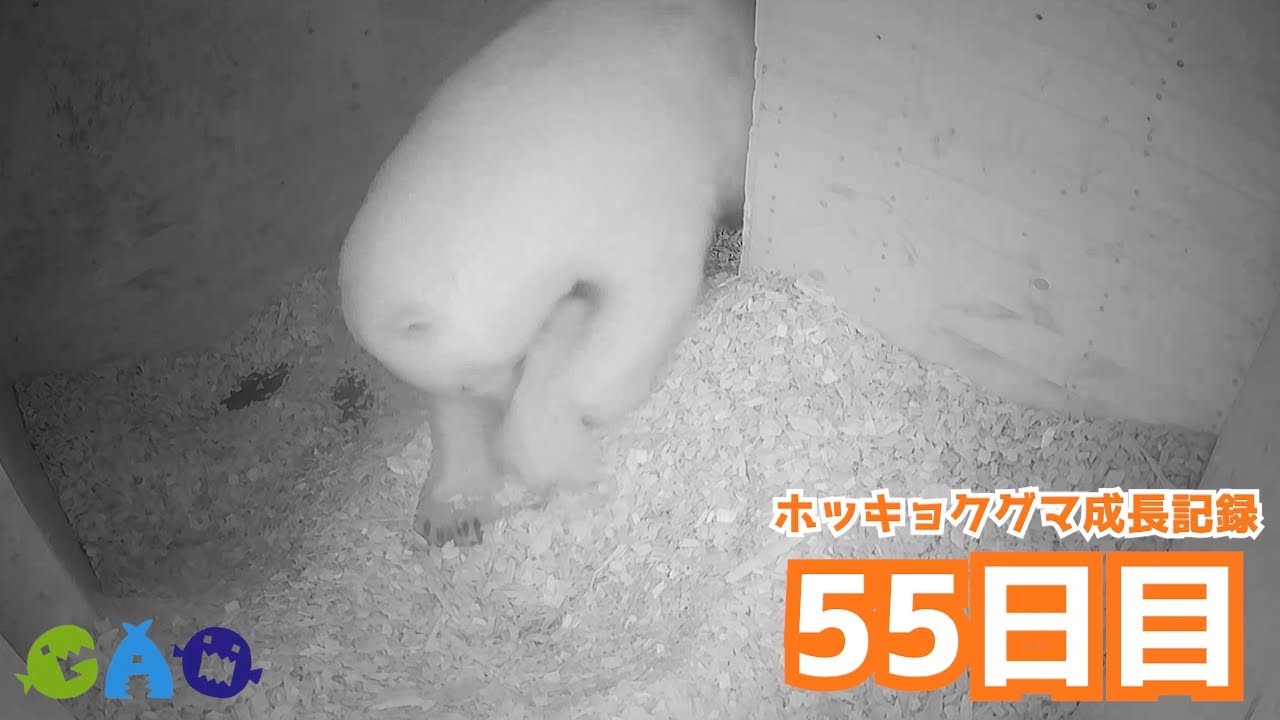 【55日目】ホッキョクグマ成長記録26　外に連れ出される赤ちゃん