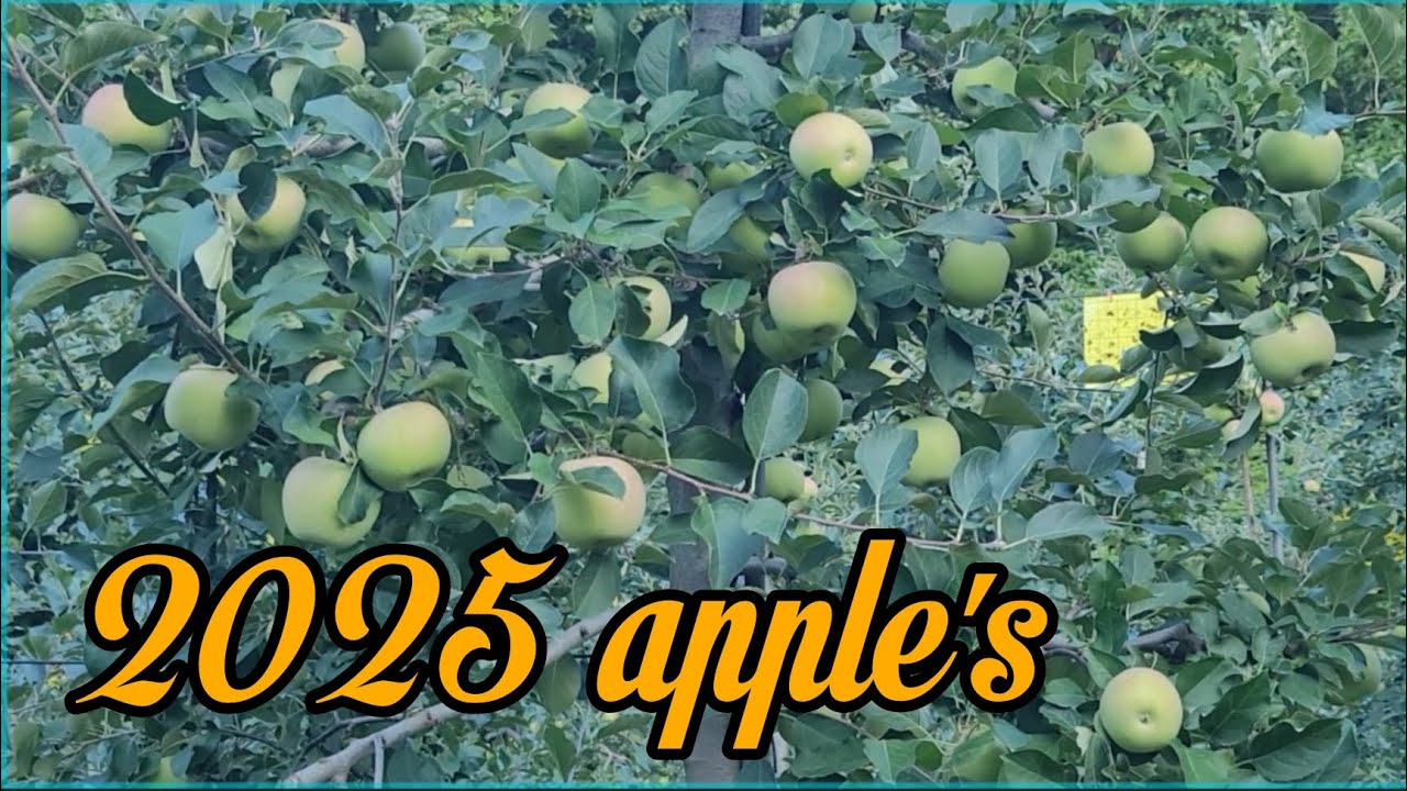 START NA MG RED ANG ATING APPLES 