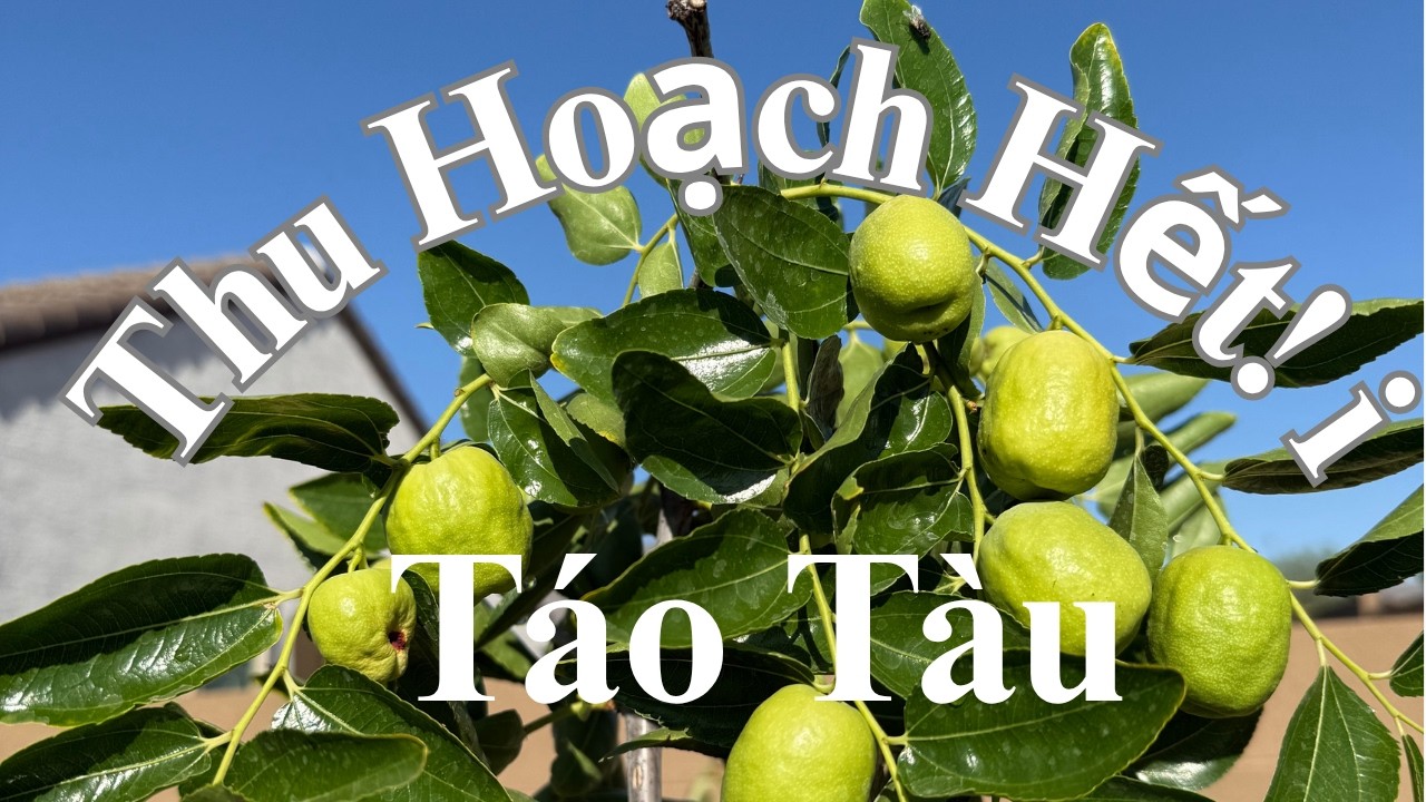 #44 Thu Hoạch Hết Táo Tàu. 08/10/2025