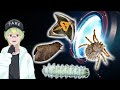 【YouTube史上初映像】巨大珍品蛾の羽化シーンに遭遇！？