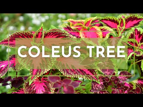 Coleus Highlight | Catherine Arensberg