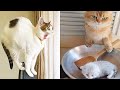Why Cats make the Best Pets #31