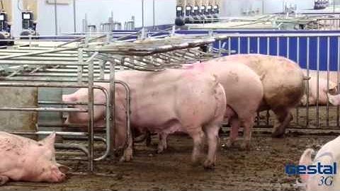 Gestal 3G Group Housing Solution for Gestating Sows