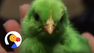Easter Chicks: Colored Chicks Rescued Just In Time | The Dodo
