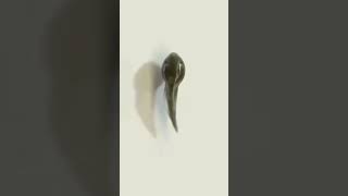 Life recycle of frog #froglife #frog #lifecyclemethods #trandingshorts