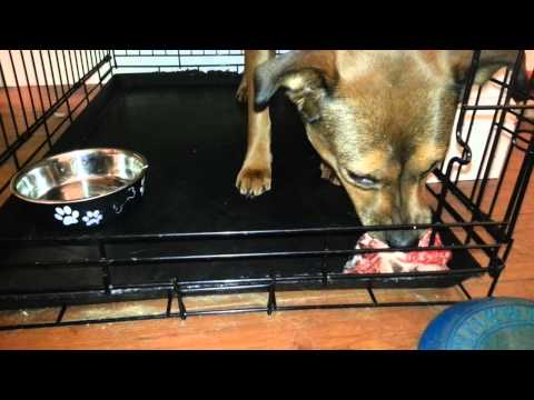 smaugie-eating-raw-beef-neck-bone-part-1