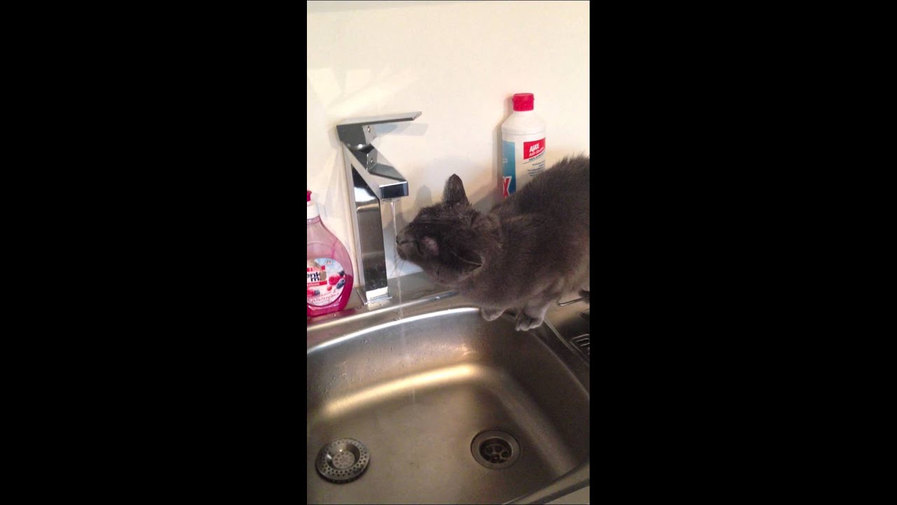 Nice Cat Under The Faucet Youtube