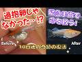 メダカの命を救え!!過抱卵の施術中に腹水病の緊急手術に発展【媛めだか】