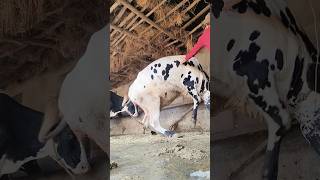 Pure Holstein cow 🐄 in west bengal
