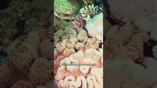 10 Diving Spots That Will Change Your Life! HD