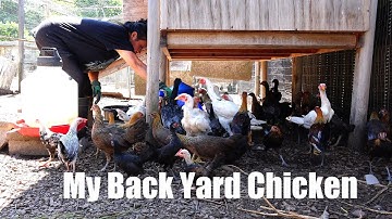 My Back Yard Chicken/Qaib Nyob Mes Kas Teb