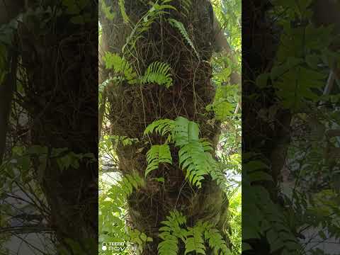 Forest Hymn #idadventure