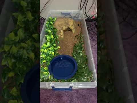 My Burmese Pythons Temporary Tub Setup + A Quick Introduction 🐍💚