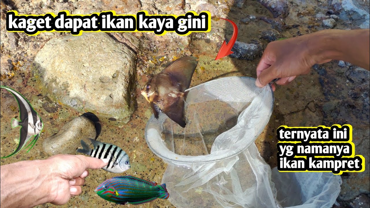 DAPAT IKAN INI LANGSUNG BAWA PULANG MASUKIN KOLAM AIR LAUT