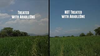How To Grow The BEST SugarCane : Test 2 (60% More) | ArableONE