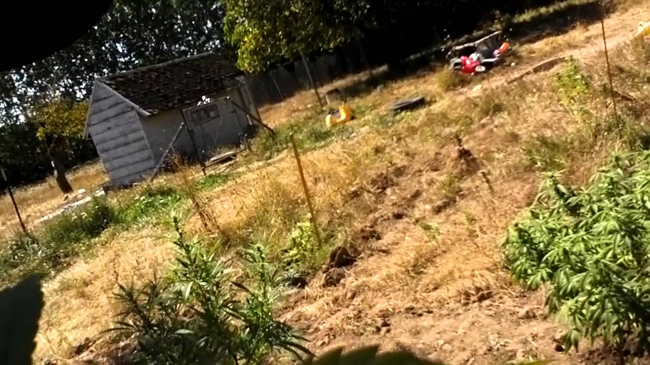 2012 OMMP Outdoor Grow