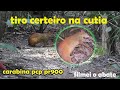 Cutia Abatida Na Cerva   Carabina Pcp Pr900