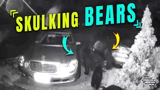 Bear and Cubs Skulking around Car
