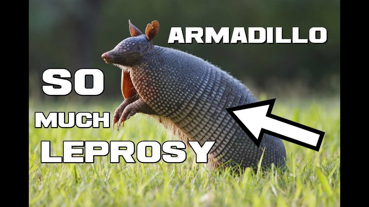 Armadillo Facts The Armored Ball of Leprosy Animal a Day YouTube