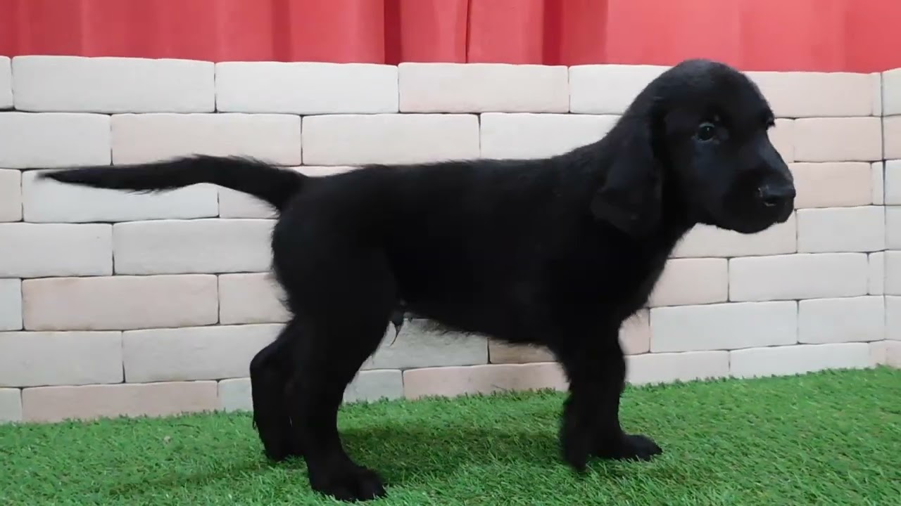 フラットコーテッドレトリバー 三重県 男の子 22年8月4日 ブラック アメリカタイプのとてもかわいい子犬です みんなのブリーダー 子犬id 29