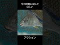 【チニング】今の時期にオススメアクション #ルーディーズ #チニング #fishing