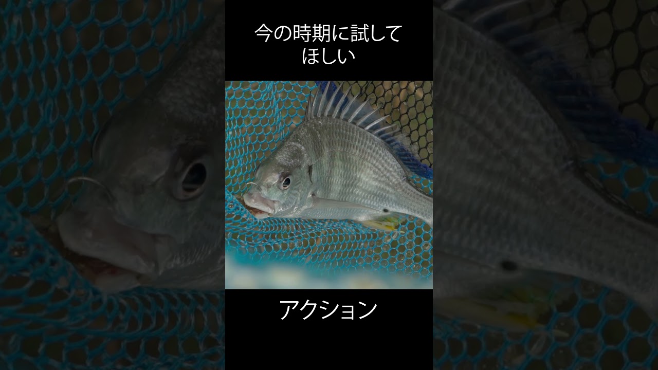 【チニング】今の時期にオススメアクション #ルーディーズ #チニング #fishing