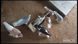 SILVER ,BROWN,BLACK SIRAJ PIGEONS