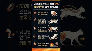 고양이 순간 최고 속력 48kmh의 근육 메커니즘