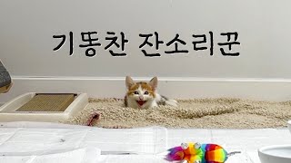 냥줍 새끼 고양이가 기똥찬 잔소리꾼이었다 by 지안스캣 Jian's Cat 15,105 views 2 months ago 9 minutes, 24 seconds