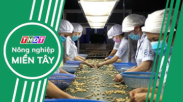 Gần 77% lượng điều mà Hà Lan nhập khẩu là từ Việt Nam | Nông nghiệp Miền Tây