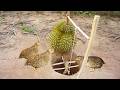 Amazing Quail Trap Compilation / Village Survival Skills