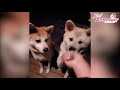 チビちゃん・すずちゃんとお月見しました【可愛くて癒やされます】