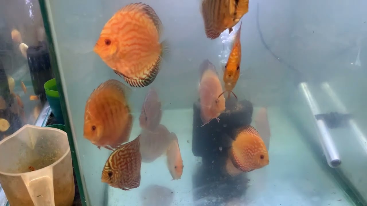 £20 to £35 hundreds to choose from @ Cheshire oaks discus fish sales 