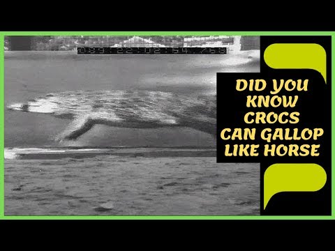 Насколько быстро бегают крокодилы?