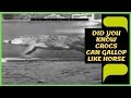 Did You Know That Crocodiles Can Gallop Like a Horse | Animal News