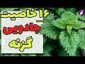 خواص گزنه و طرز تهیه چای گزنه با 16 خاصیت    