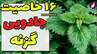 خواص گزنه و طرز تهیه چای گزنه با 16 خاصیت | Properties of nettle tea screenshot 4