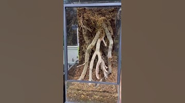 18x18x36” Bioactive Build #everevolvingexotics #crestedgecko #livingvivarium #reptileshop #plants