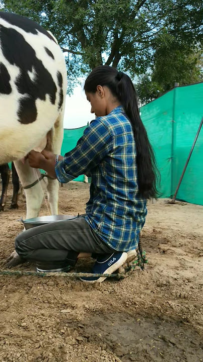 kalwaniya dairy farm ||🔥✅#kalwaniyadairyfarm #cow #buffalo #milking #shortvideo #shorts #milkfed