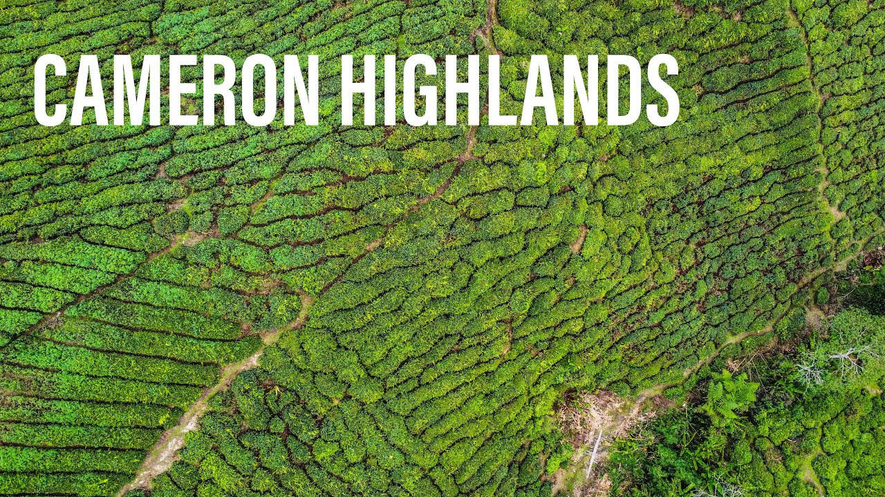 Cameron Highlands / Drone view