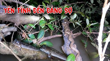 Hồi Hợp Lo Sợ Một Mình Trong Rừng Vắng Soi Đêm Bắt Cá Thồi Lòi | GĐCG #987