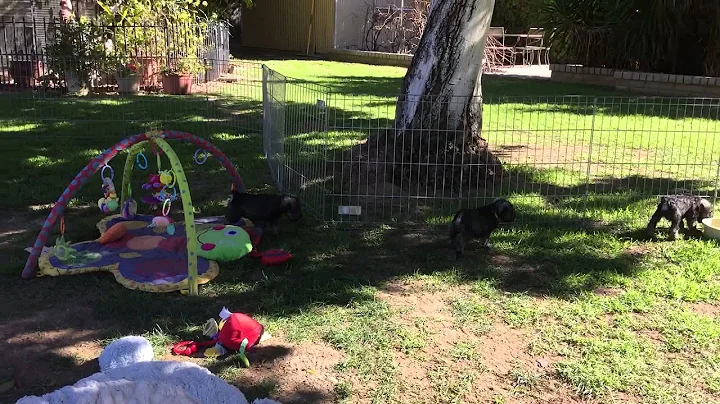 Yard Play
