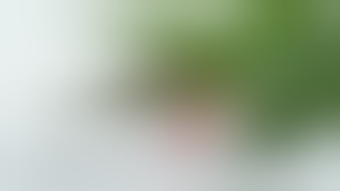 Fix Cannabis Nutrient Burn NOW (Before It Ruins Your Harvest) – Symptoms & Fixes