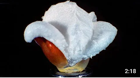Popping popcorn at 30,000 FPS in ultra slow motion
