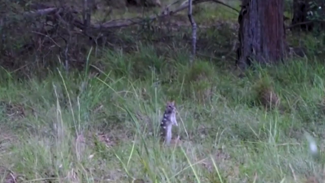 Boosts for effort to save endangered Eastern Quoll