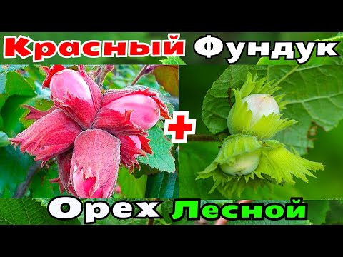 Прививка фундука на