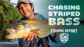 DWR Fishing Report: Spring Striped Bass Fishing in Virginia
