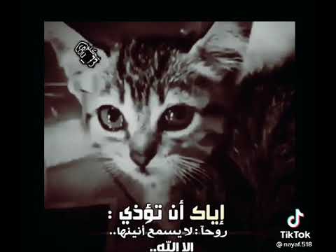 فوا اسفاه لقياهو سرابن