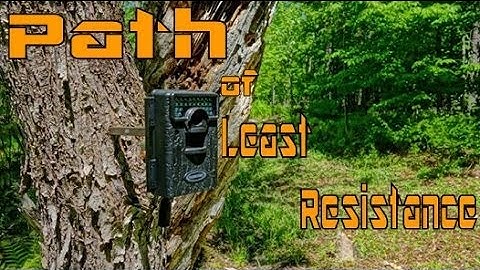 "Path of Least Resistance" - Creating Deer Travel Corridors